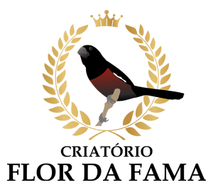 Criatório Flor da Fama - Curió Clássico - Palmas/TO